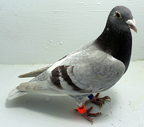 Band: 6955 IPB B 2025